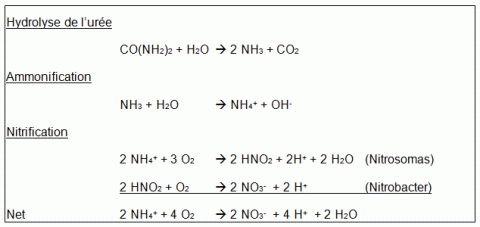Phân biệt đạm Amôn (NH4+) và Đạm Nitrate (NO3-). Loại nào tốt hơn?