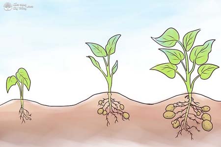 Sự sinh trưởng và phát triển của cây khoai lang