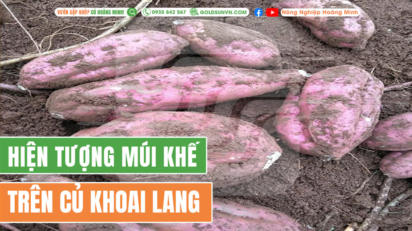 Hiện tượng múi khế trên củ khoai lang