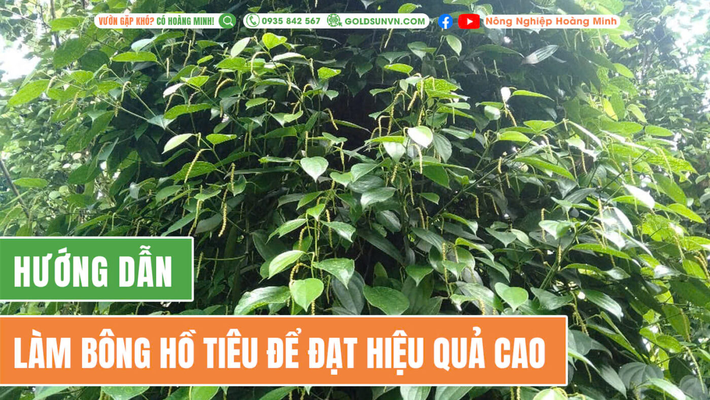 làm bông hồ tiêu
