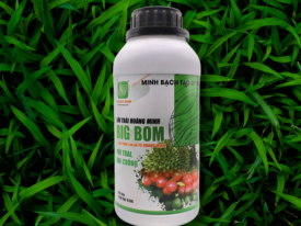 Alternative view of BIG BOM (LỚN TRÁI HOÀNG MINH)