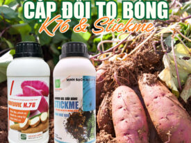 ⭐K76 + CANXIBO GEL SỮA VÀNG (CẶP ĐÔI TO BÓNG)