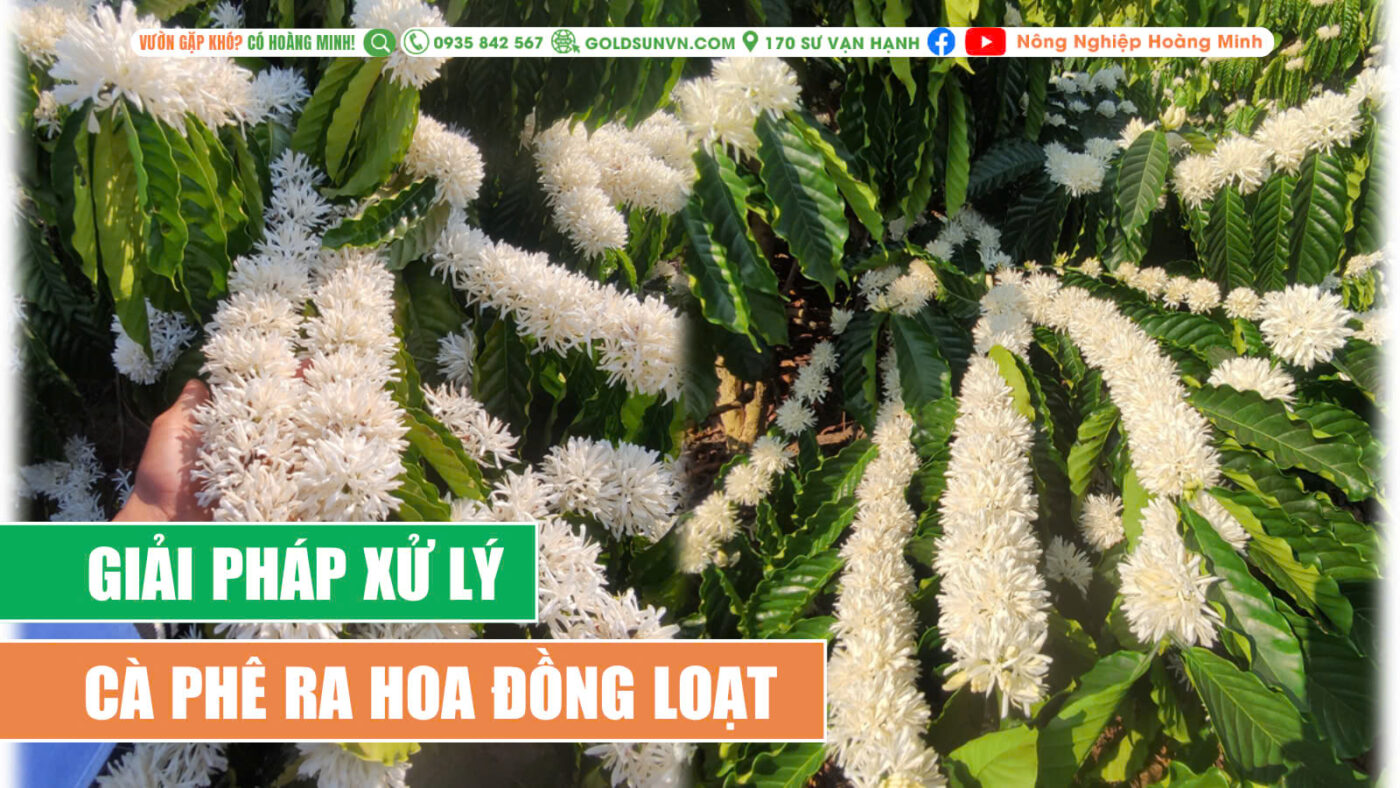 Xử lý cà phê ra hoa đồng loạt
