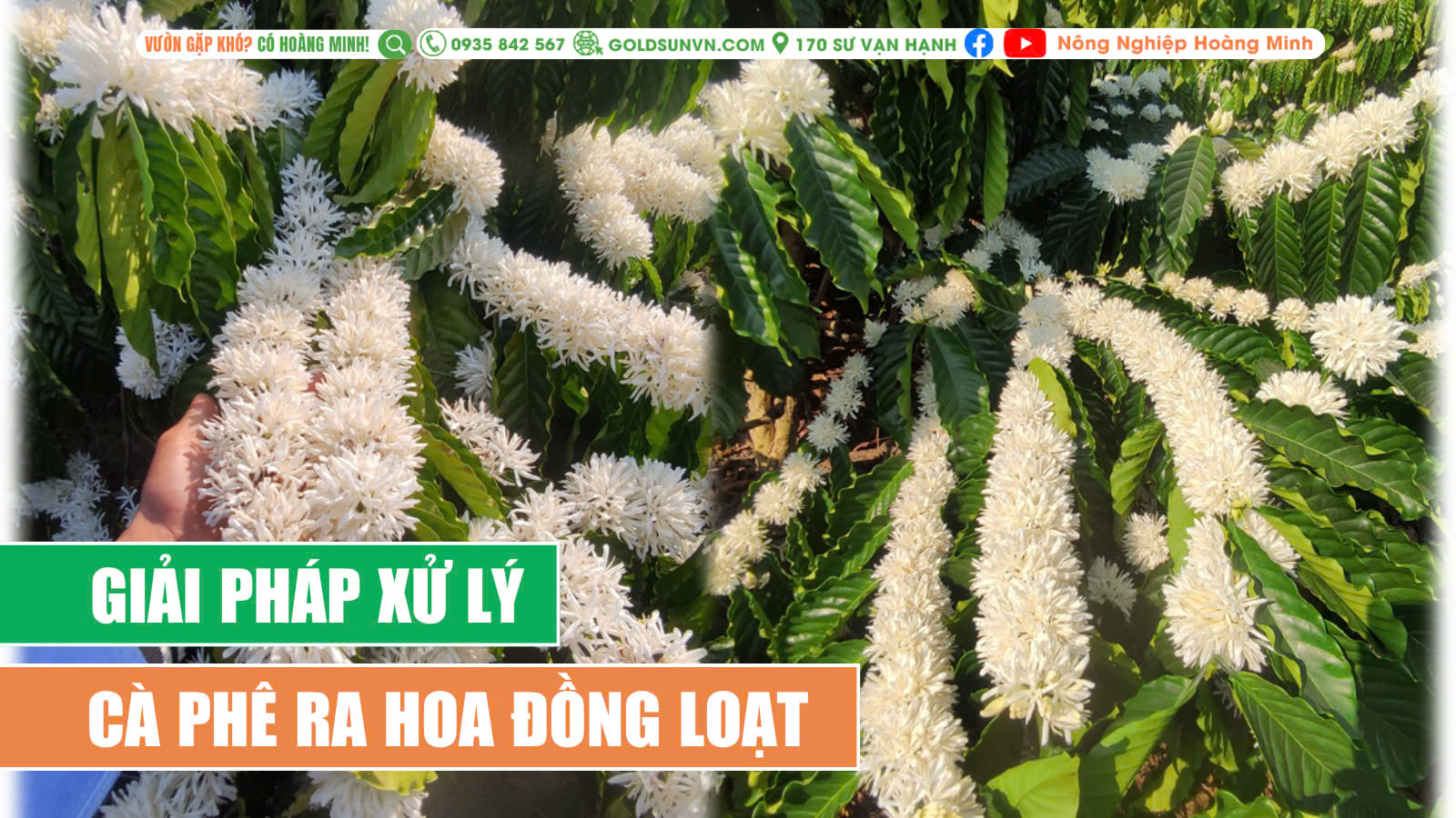 Xử lý cà phê ra hoa đồng loạt