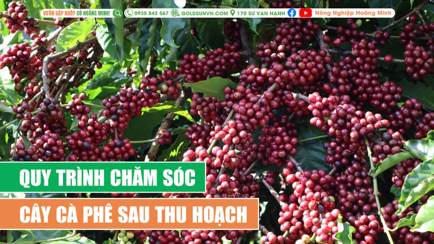 Quy trình chăm sóc cây cà phê sau thu hoạch