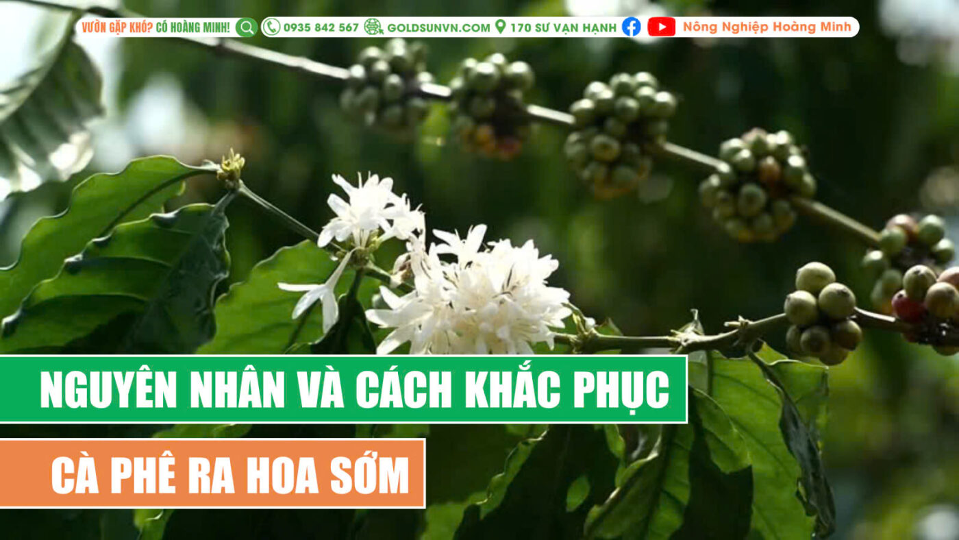 Nguyên nhân và cách khắc phục cà phê ra hoa sớm