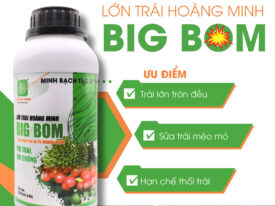 Big Bom Lớn Trái Hoàng Minh