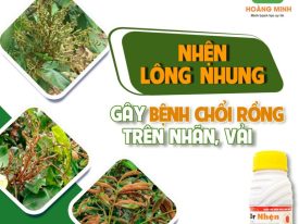 Alternative view of DR NHỆN TRỊ NHỆN ĐỎ, BỌ TRĨ, RUỒI VÀNG, SÂU VẼ BÙA