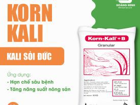 KORN KALI (KALI SỎI ĐỨC)