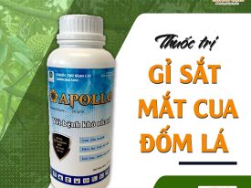 Apollo giải pháp cho gỉ sắt, mắt cua và đốm lá trên cà phê