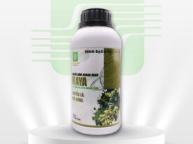 MAYA (CHUYỂN MẦM HOÀNG MINH)