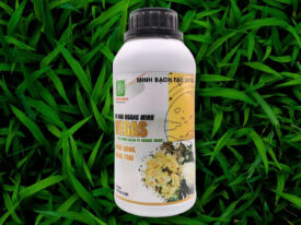 Alternative view of VEGAS (RA HOA HOÀNG MINH)