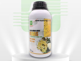 VEGAS (RA HOA HOÀNG MINH)