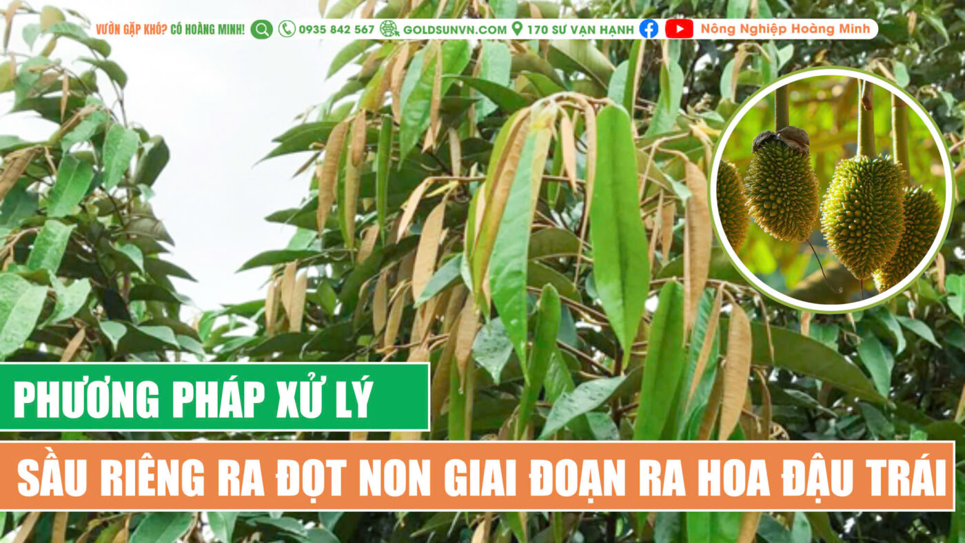 Phương pháp xử lý sầu riêng ra đọt non giai đoạn ra hoa đậu trái