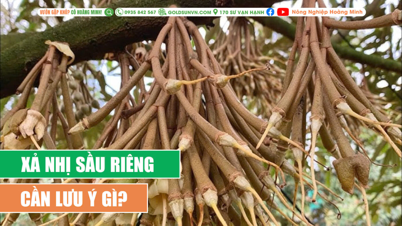 lưu ý khi xả nhị sầu riêng cần lưu ý gì