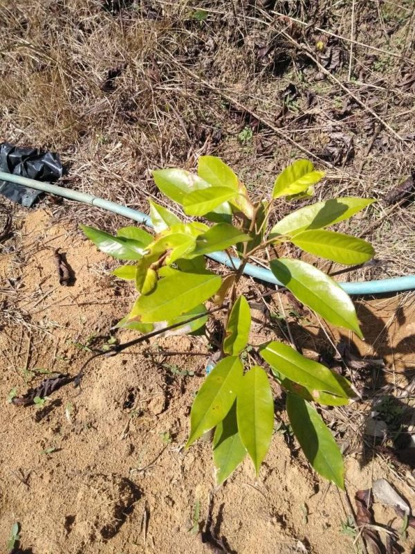 Cây sầu riêng bị vàng lá còi cọc khi mới trồng