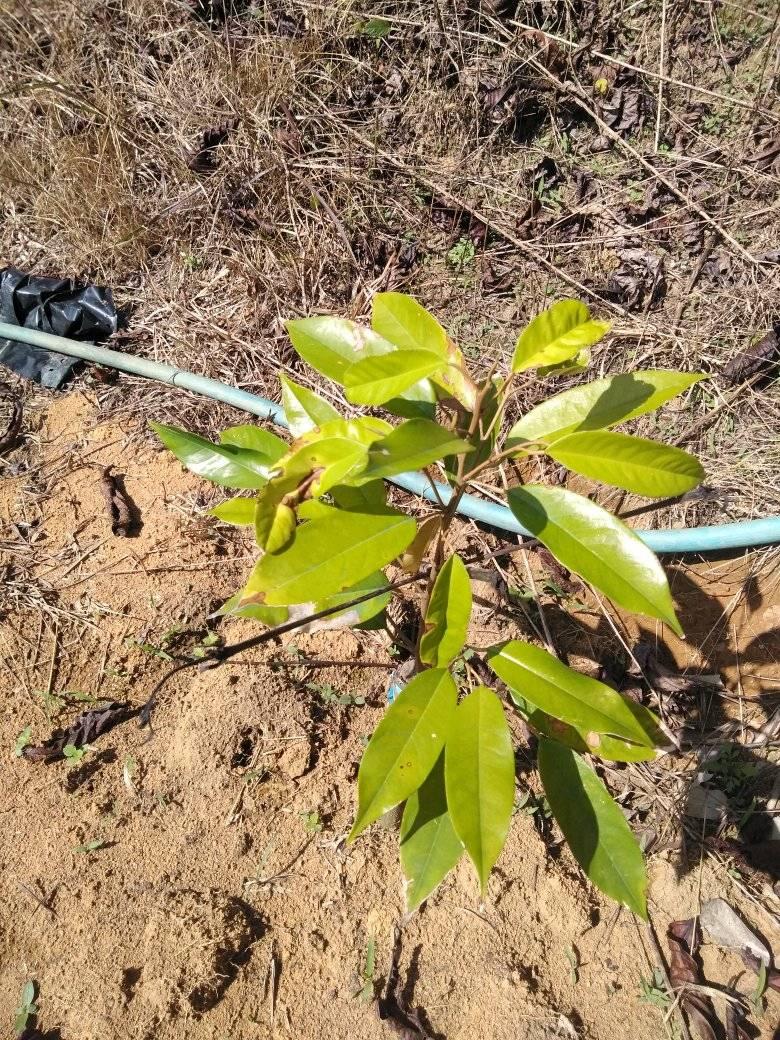 Cây sầu riêng bị vàng lá còi cọc khi mới trồng