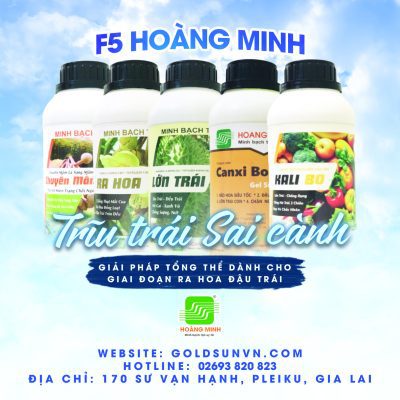 F5 Hoàng Minh, giải pháp toàn diện