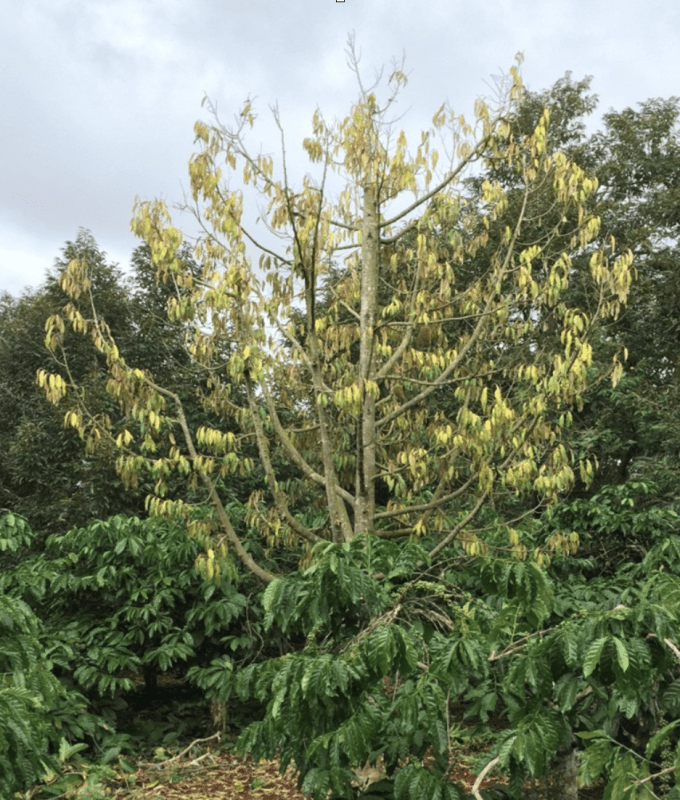 Nấm Phytopithium gây hại trên sầu riêng