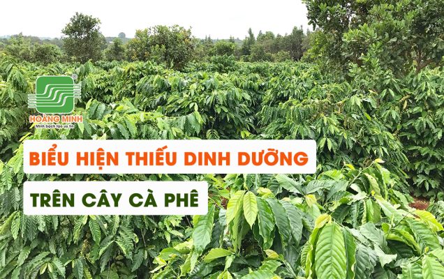 biểu hiện thiếu dinh dưỡng trên cà phê