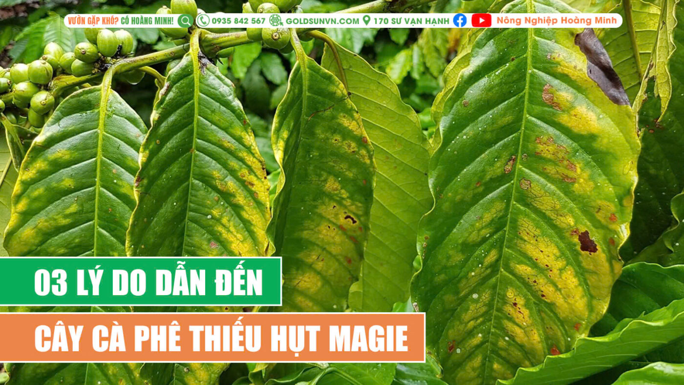 3 lý do dẫn đến cây cà phê thiếu magie