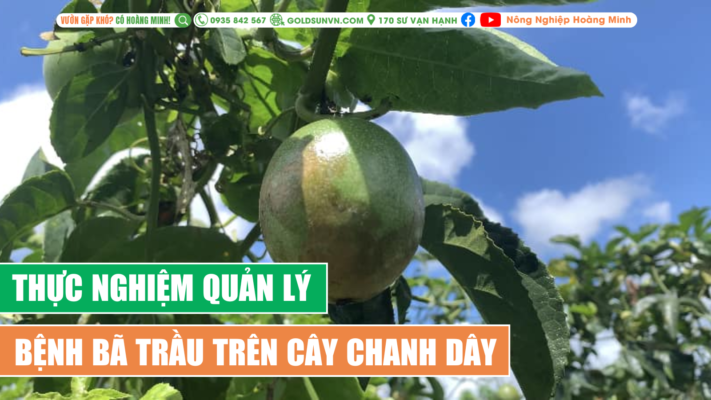 Thực nghiệm quản lý bệnh bã trầu trên cây chanh dây