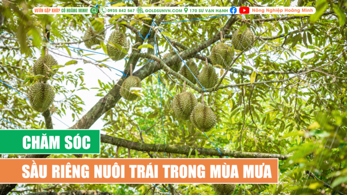 Chăm sóc sầu riêng nuôi trái trong mùa mưa