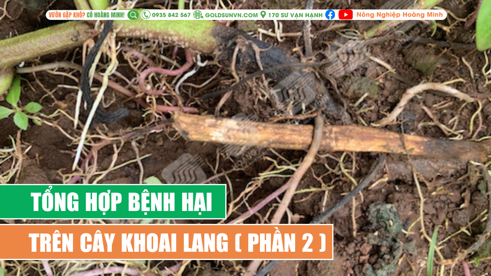 tổng hợp bệnh hại trên cây khoai lang (phần 2)