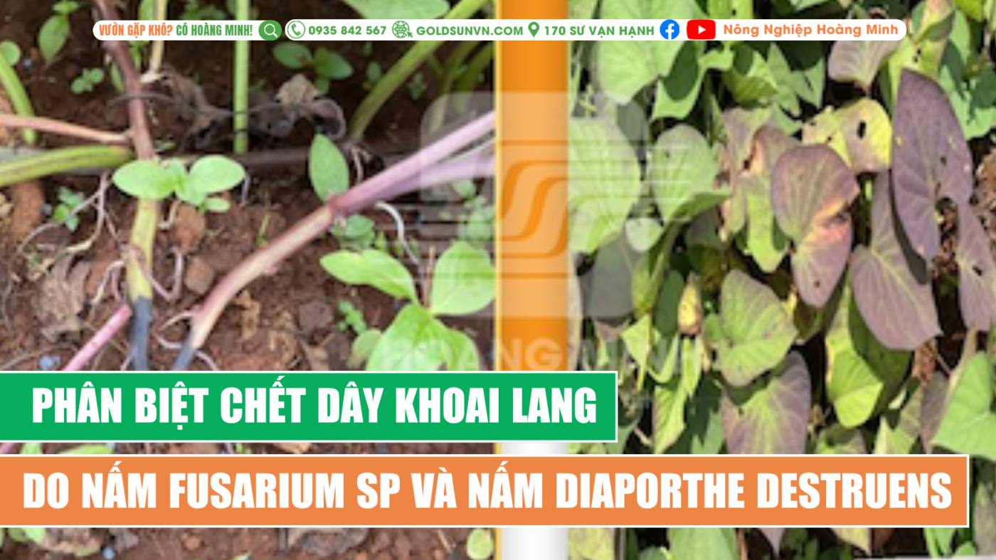 Phân biệt chết dây khoai lang do nấm Fusarium Sp và nấm Diaporthe Destruens