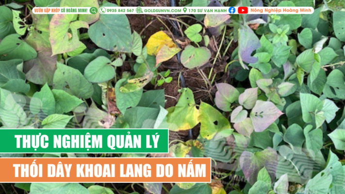 Thực nghiệm quản lý thối dây khoai lang do nấm