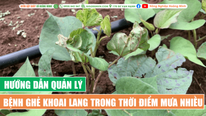 Hướng dẫn quản lý bệnh ghẻ khoai lang thời điểm mưa nhiều