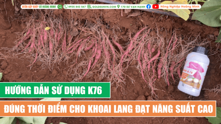 Hướng dẫn sử dụng K76 đúng thời điểm cho khoai lang