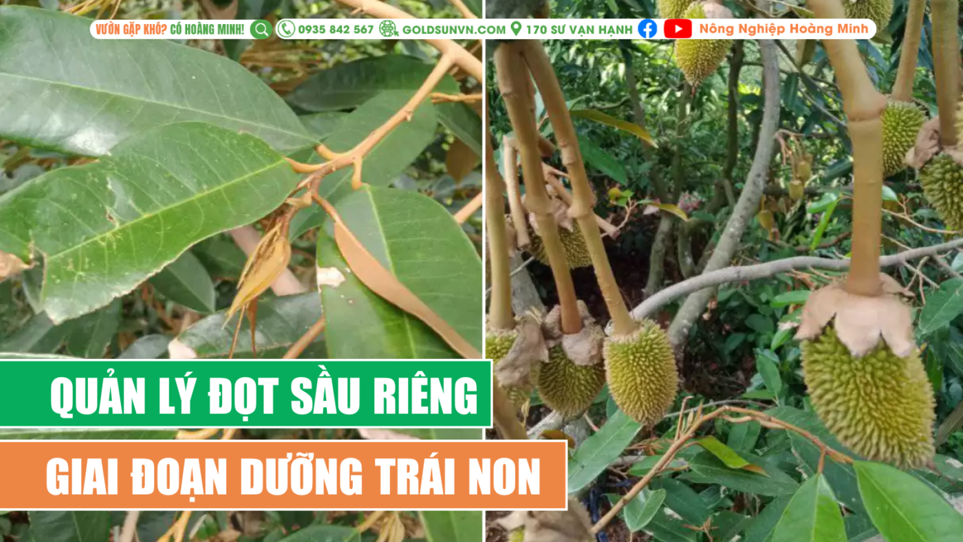 Quản lý đọt sầu riêng giai đoạn dưỡng trái non