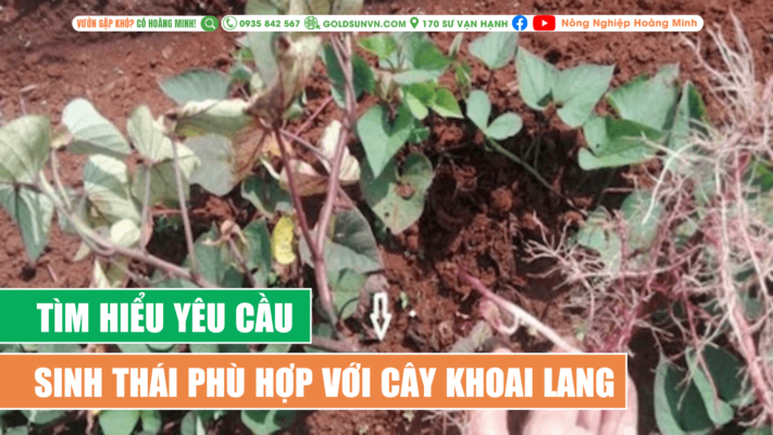Tìm hiểu yêu cầu sinh thái phù hợp với cây khoai lang