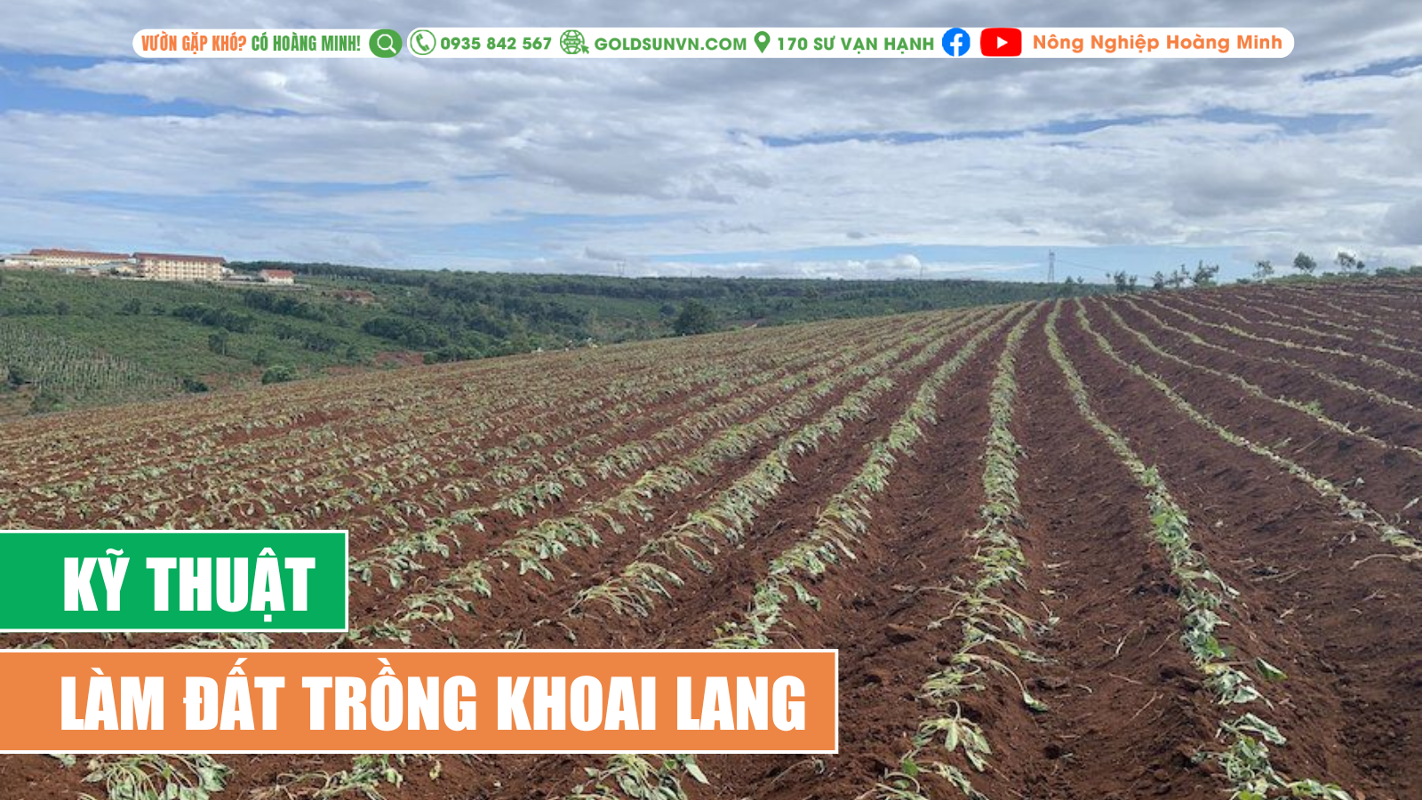 Kỹ thuật làm đất trồng khoai lang
