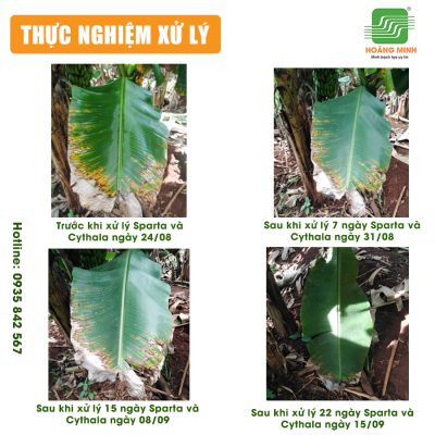 Bệnh sigatoka trên chuối