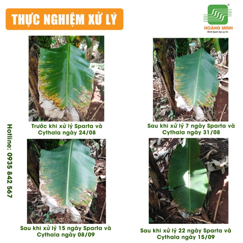 Bệnh sigatoka trên chuối