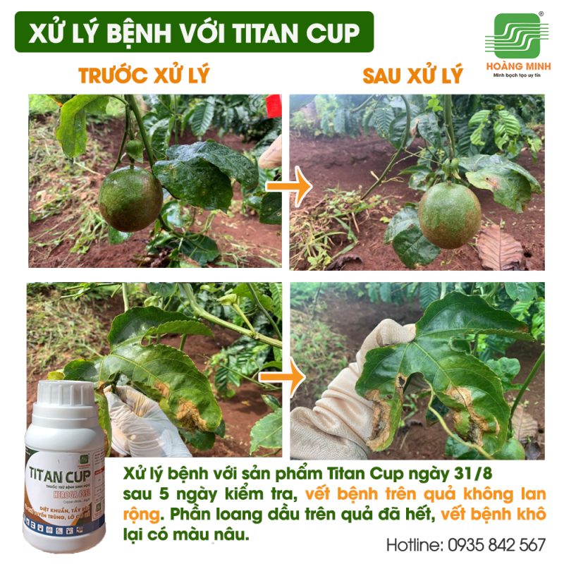 Bệnh bã trầu chanh dây