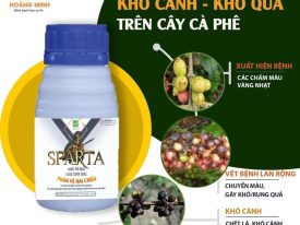 Xử lý khô cành khô quả cà phê