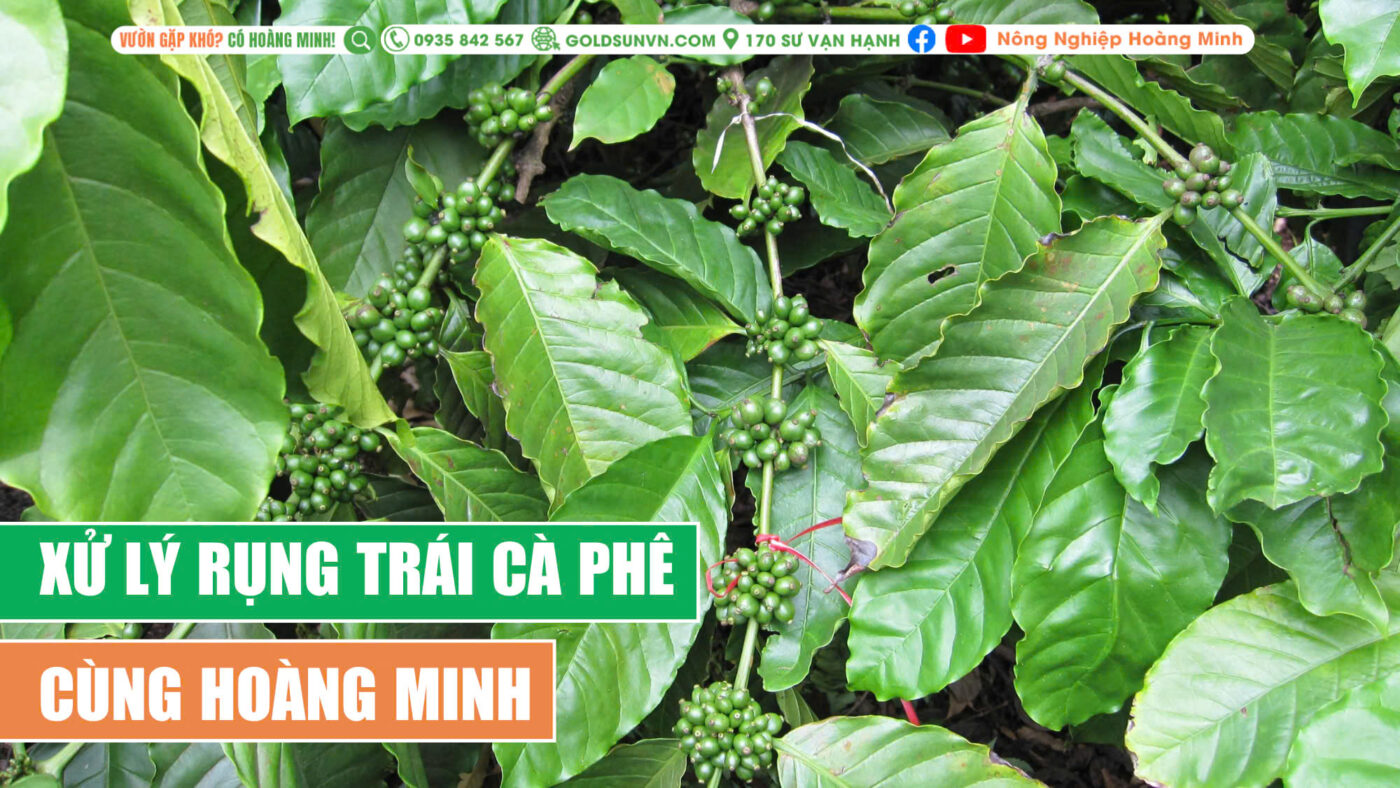 Chống rụng trái cà phê