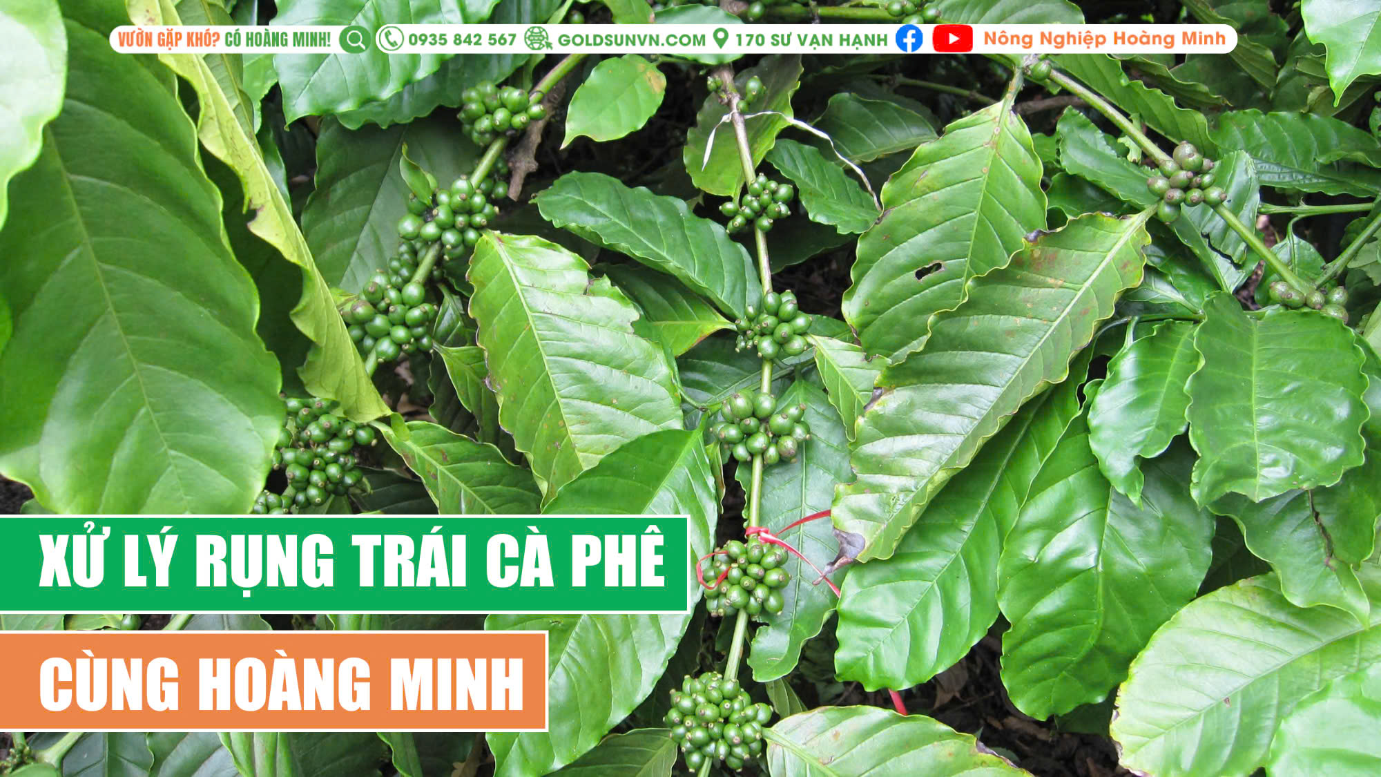 Chống rụng trái cà phê