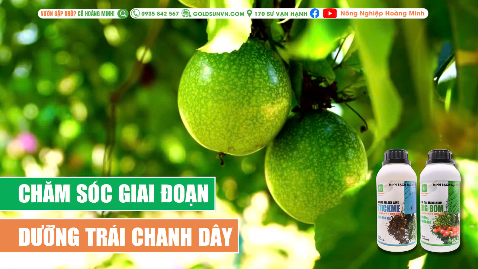 Chăm sóc giai đoạn dưỡng trái chanh dây