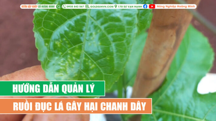 Quản lý ruồi đục lá gây hại chanh dây