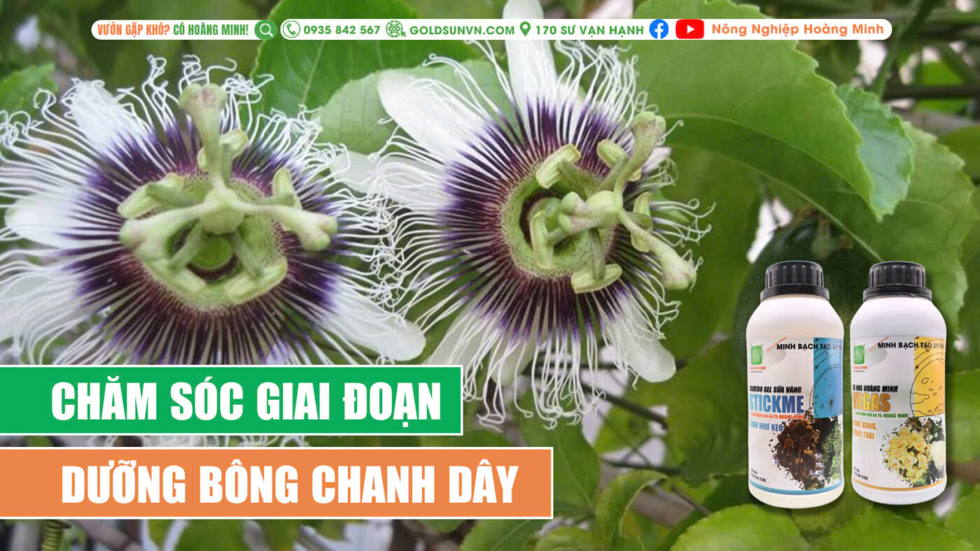 Chăm sóc giai đoạn dưỡng bông chanh dây