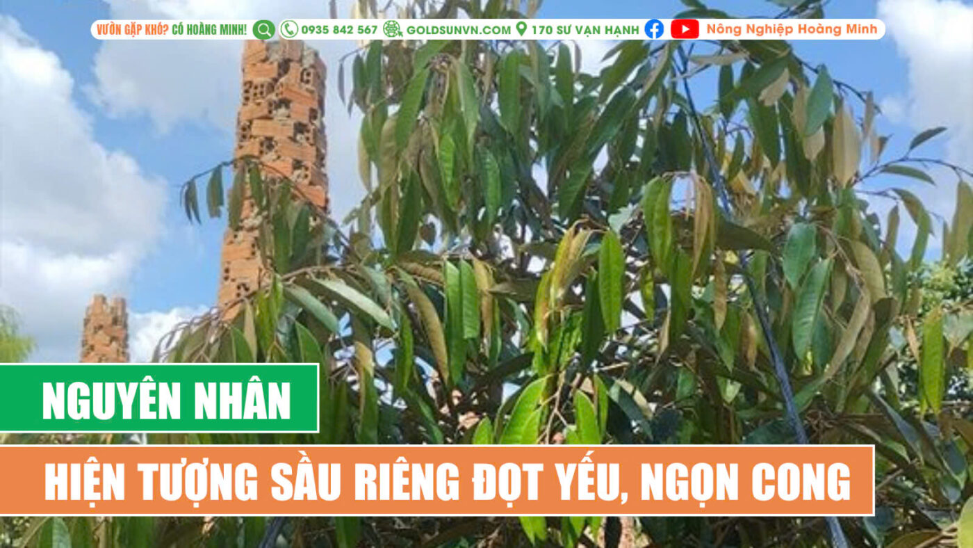 Nguyên nhân hiện tượng đọt yếu, ngọn cong