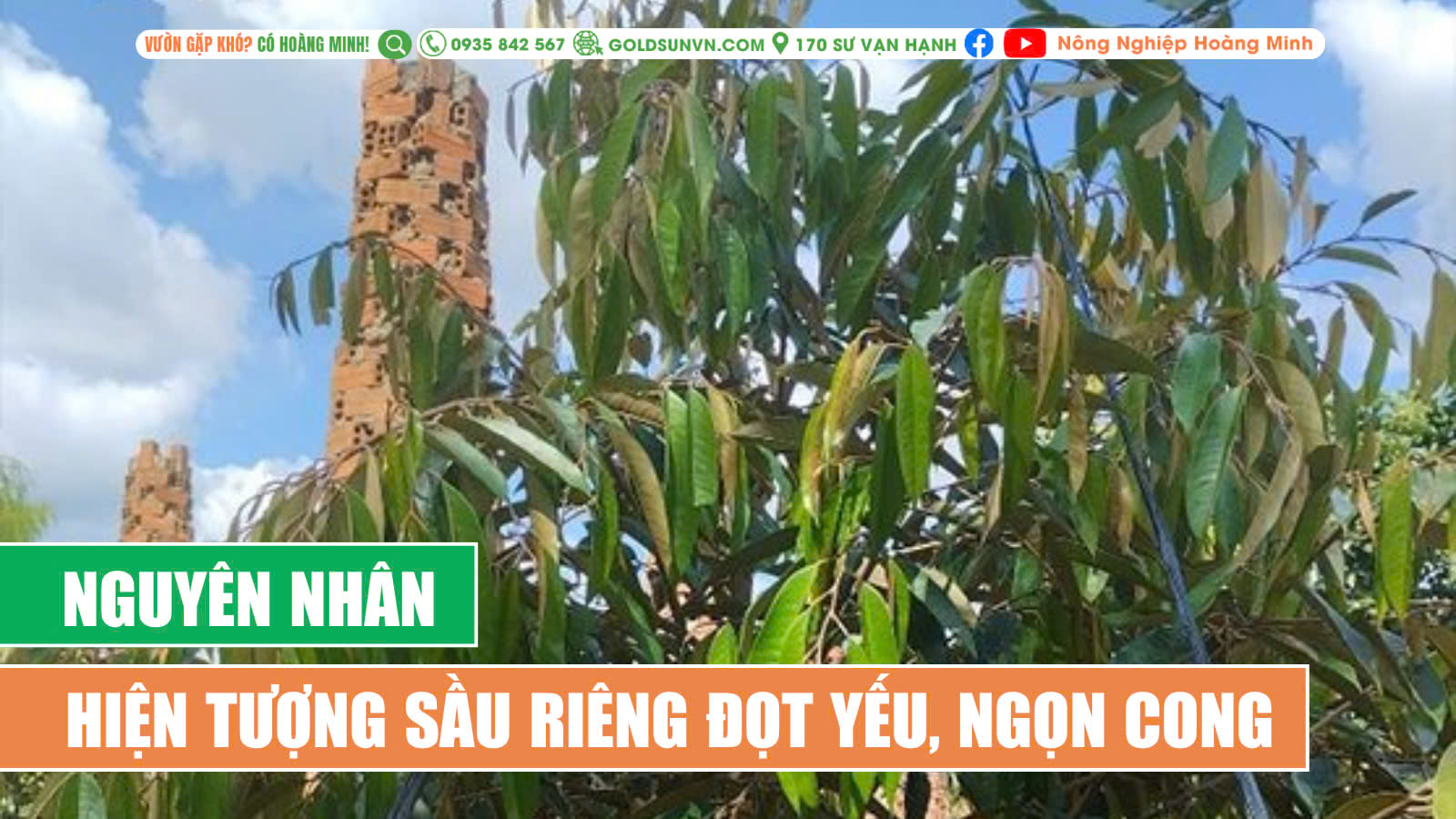 Nguyên nhân hiện tượng đọt yếu, ngọn cong