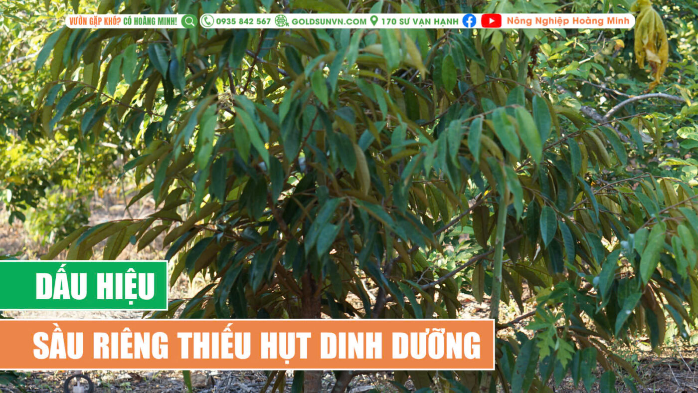 Dấu hiệu sầu riêng thiếu hụt dinh dưỡng
