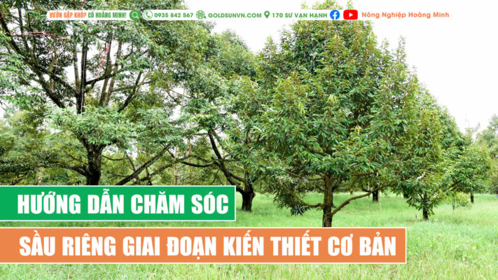 Chăm sóc sầu riêng giai đoạn kiến thiết cơ bản