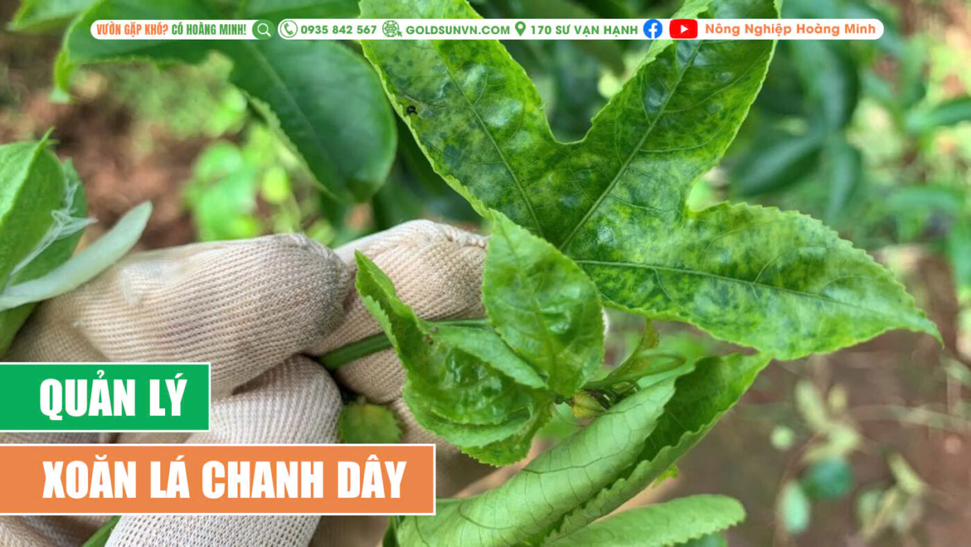 Quản lý xoắn lá chanh dây