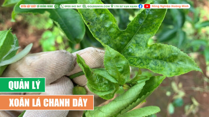 Quản lý xoắn lá chanh dây